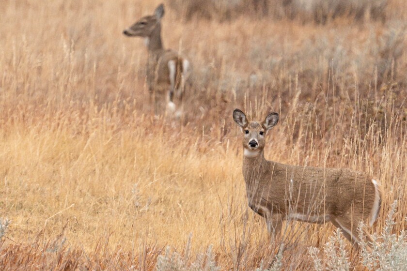Oklahoma Youth Deer Season 2025